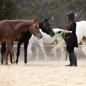 1-br Next Saqqara Pyramids Horse-riding Guest house El Hawamdeya